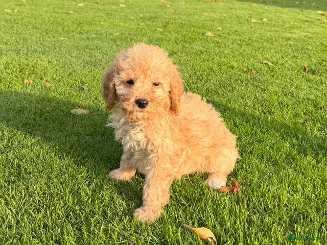 Labradoodle honden te koop: Dwergpoedel x Labradoodle pups - Advertentie 1