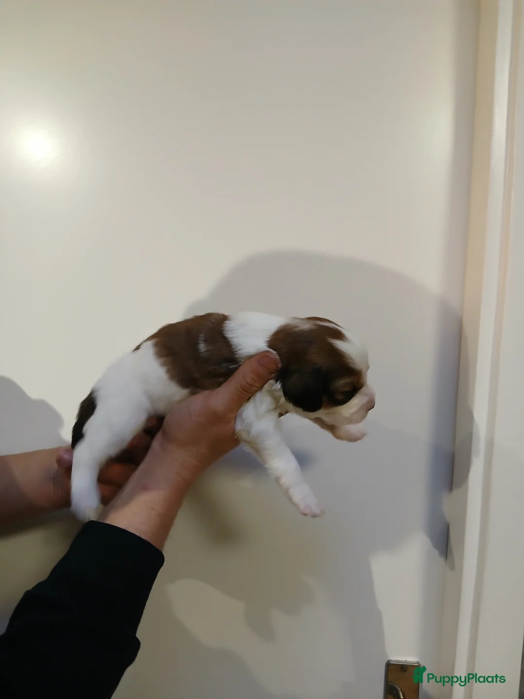 Kooikerhondje honden te koop: Supper liever  nestje kooiker pups van 7 - Advertentie 16