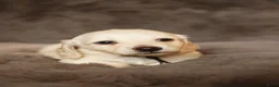 Teckel (langhaar) honden te koop: Zeer lieve knappe teckel pups in Ens - Advertentie 5
