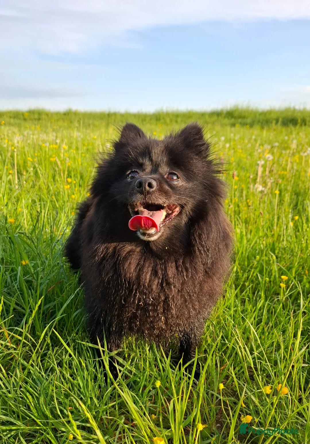 Pomeriaan honden te koop: Rond ca 20 april pomeriaan pups verwacht - Advertentie 6