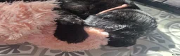Labradoodle honden te koop: Labradoodle pups - Advertentie 4