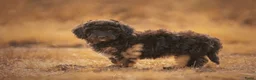 Kruising honden te koop: Dwergpoedel x Boompoo pups  - Advertentie 13