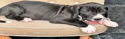 Duitse Dog honden te koop: Prachtige Duitse Dog pups zoeken een thuis - Advertentie 16