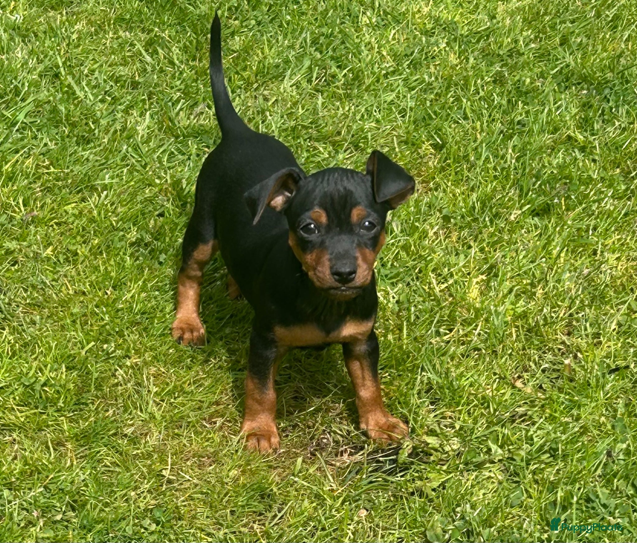 Dwergpinscher honden Pincher pups - Advertentie 1