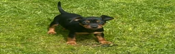 Dwergpinscher honden te koop: Pincher pups - Advertentie 1