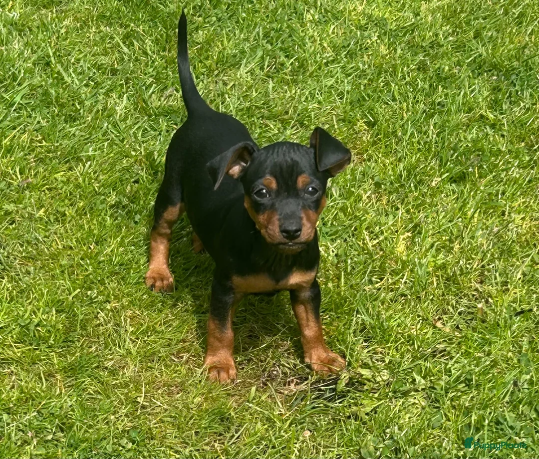 Dwergpinscher honden te koop: Pincher pups - Advertentie 1