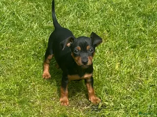 Dwergpinscher honden Pincher pups - Advertentie 5