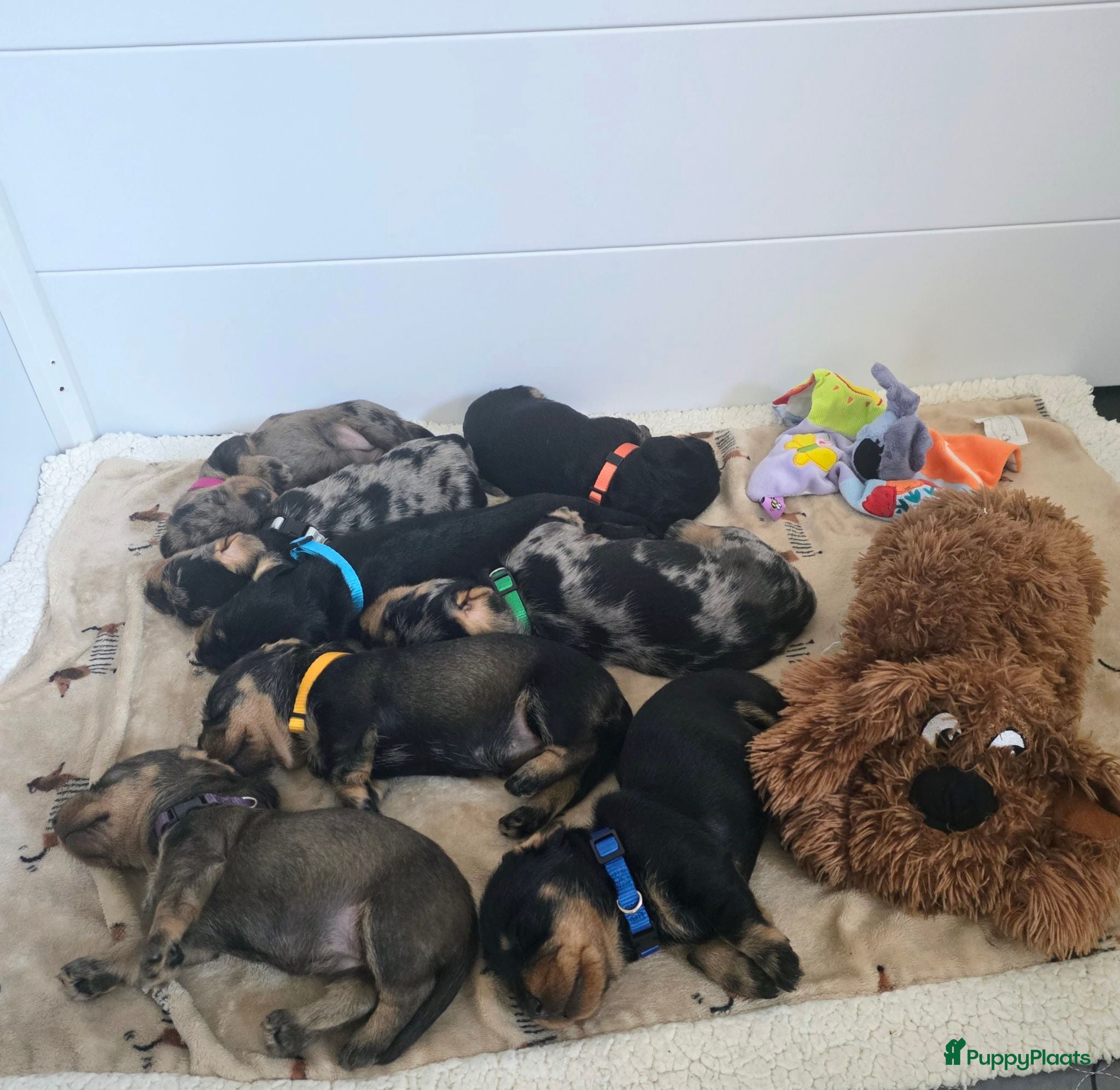 Ruwhaar Teckel honden Standaard Ruwharige Teckelpups met FCI stamboom  - Advertentie 9