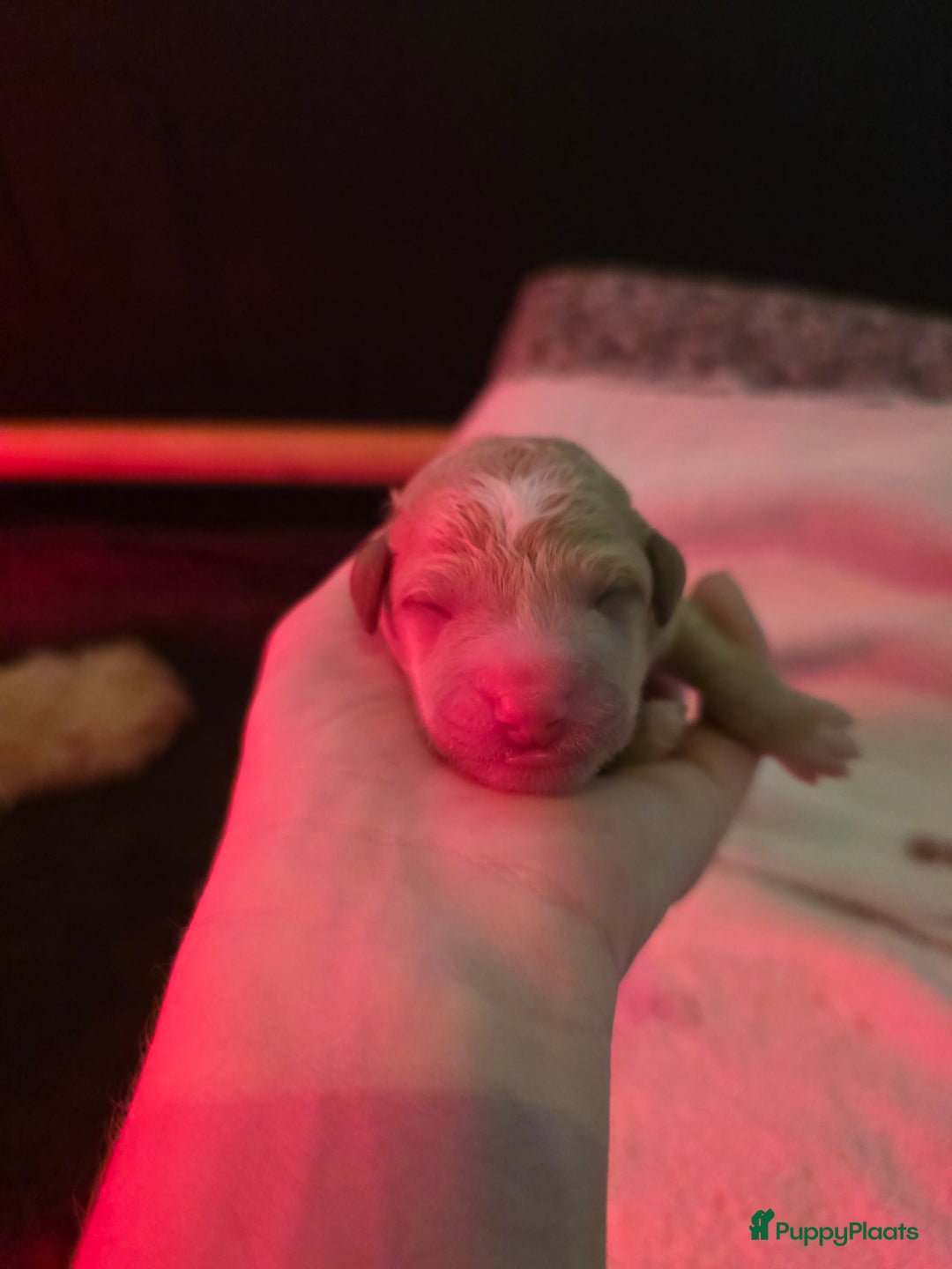 Goldendoodle honden te koop: 🐶 Goldendoodle pups medium - Advertentie 13