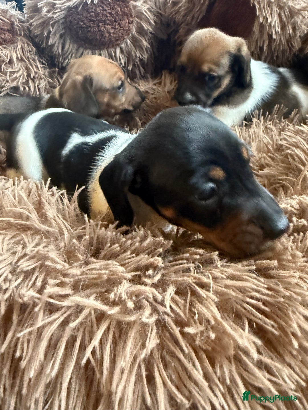 Teckel (korthaar)  honden te koop: Piebald dwergteckel pups - Advertentie 10