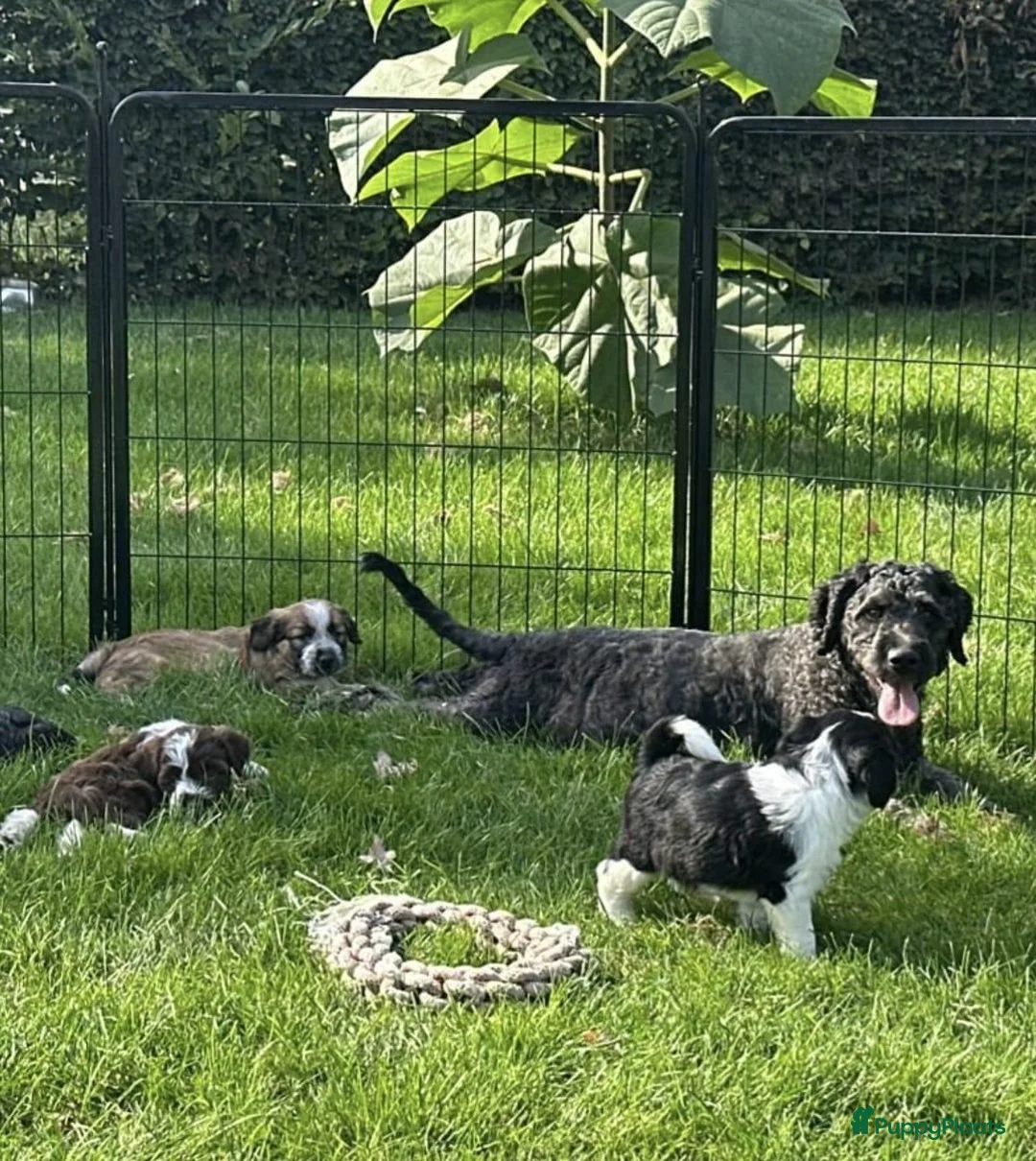 Kruising honden te koop: PRACHTIGE PUPS X boomer x tibetaanse - Advertentie 3