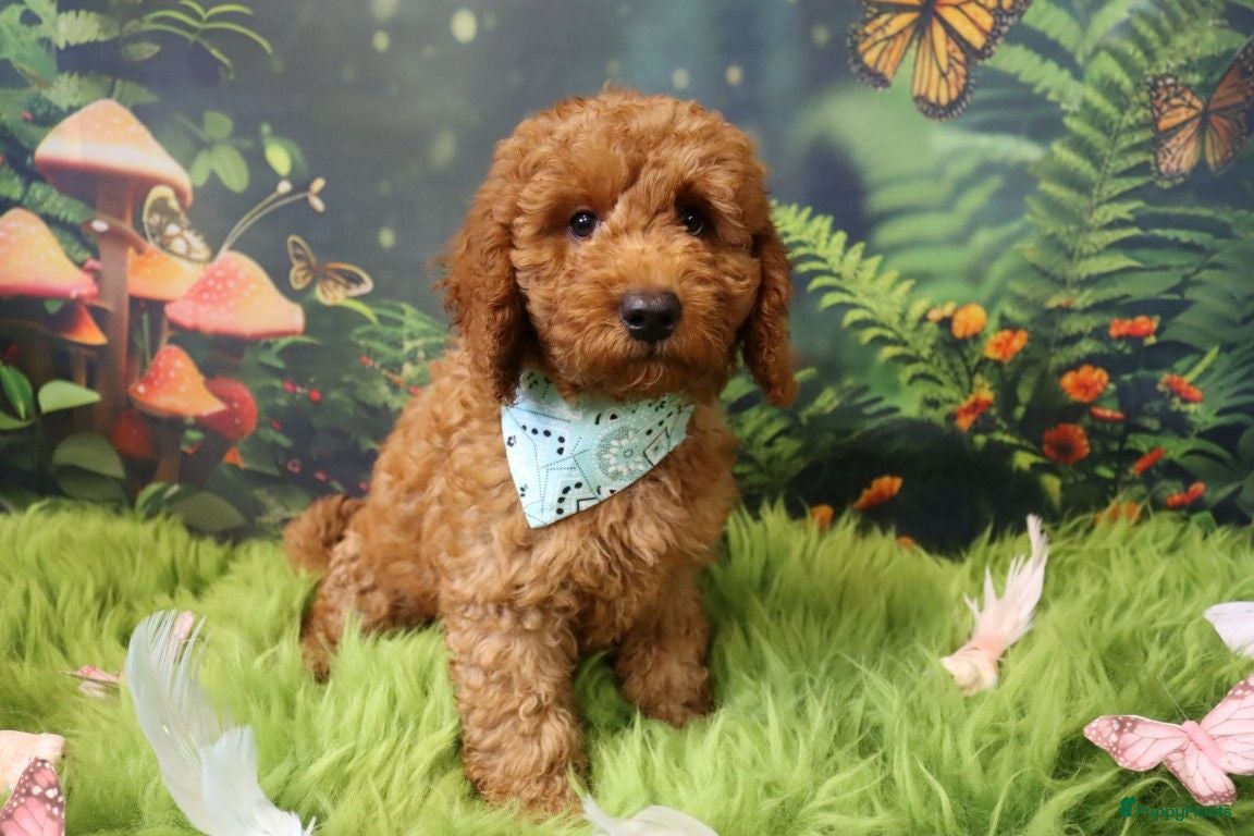 Australian Labradoodle honden  Nog 3 pupjes Mini/medium Australian labradoodle  - Advertentie 4