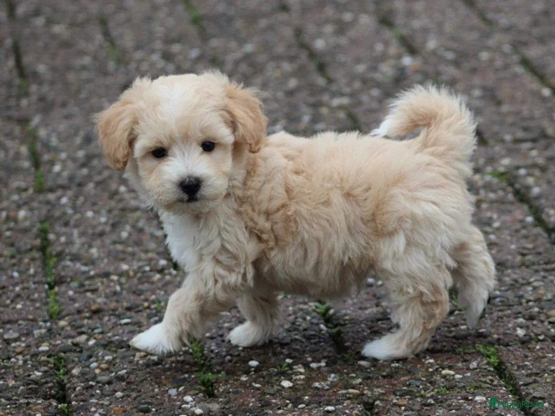 Maltipoo honden te koop: Leuke Maltipoo pups. - Advertentie 12
