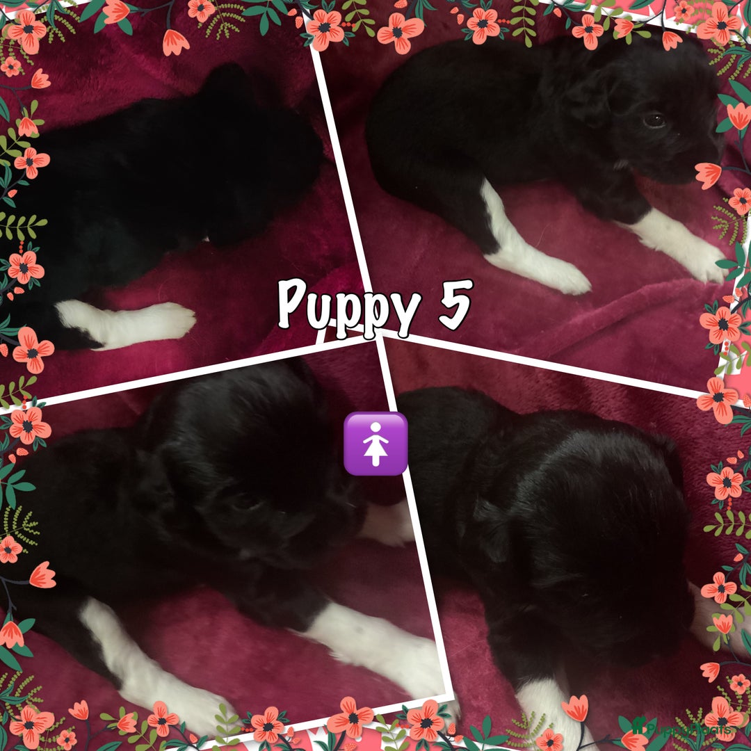 Friese Stabij honden te koop: Prachtige stabij pups - Advertentie 4