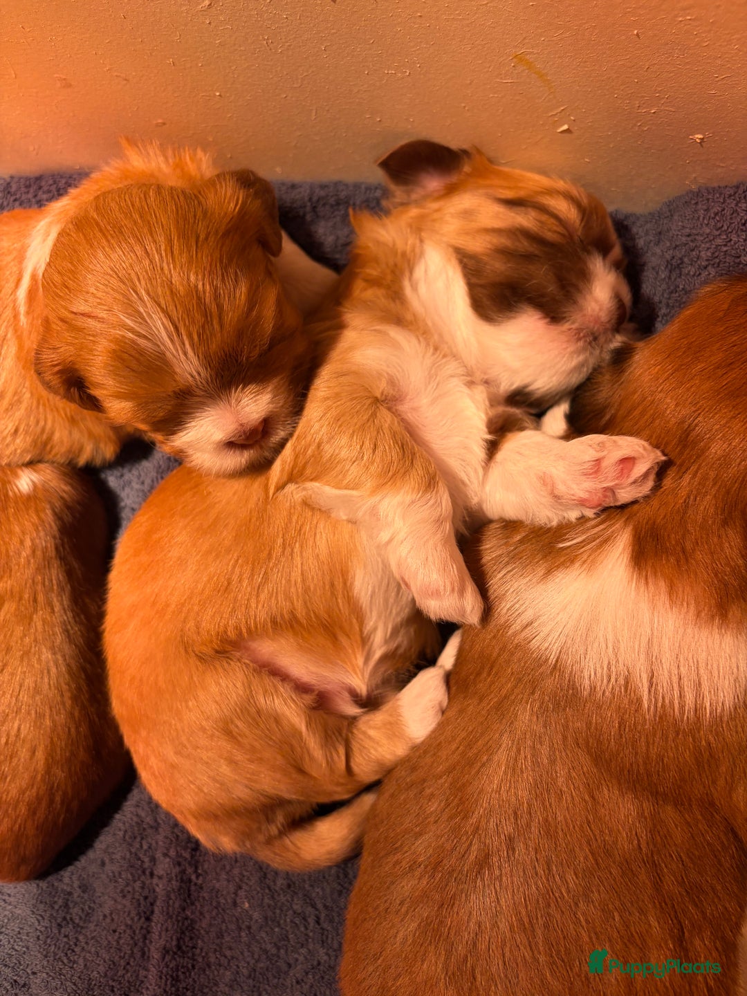 Boomer honden te koop: Heel lieve en prachtige 100% Boomer pups  - Advertentie 7