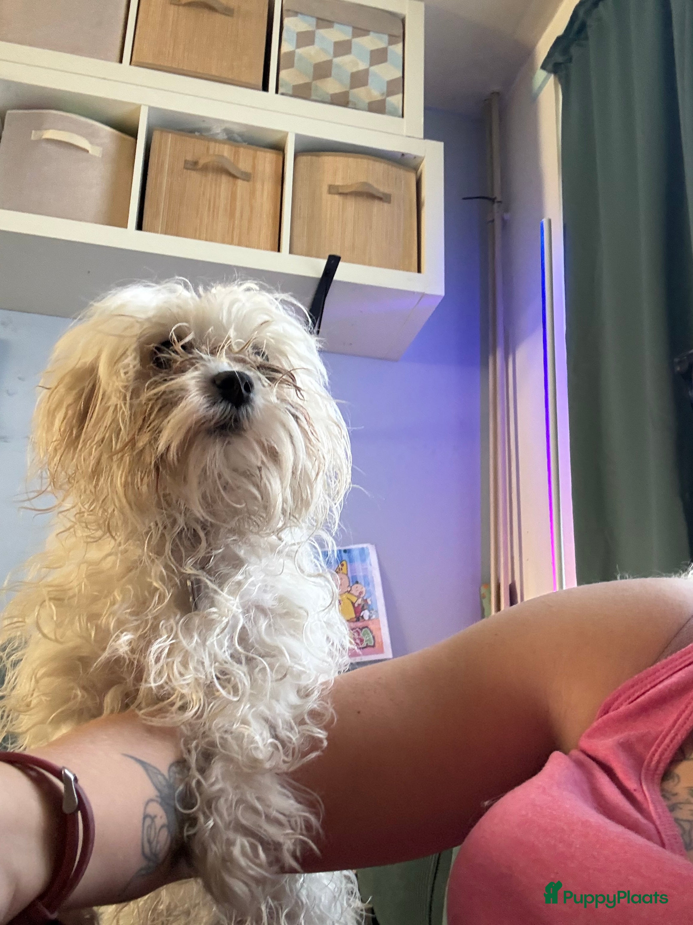 Maltezer honden Maltezer  - Advertentie 8