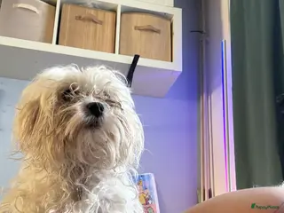 Maltezer honden Maltezer - Advertentie 8