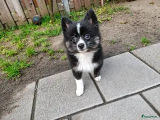 Pomsky honden Twix 💙 F1b pomsky reu - Advertentie 2