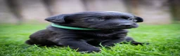 Kruising honden te koop: Aussiedor pups (Australian Shepherd x Labrador) - Advertentie 8