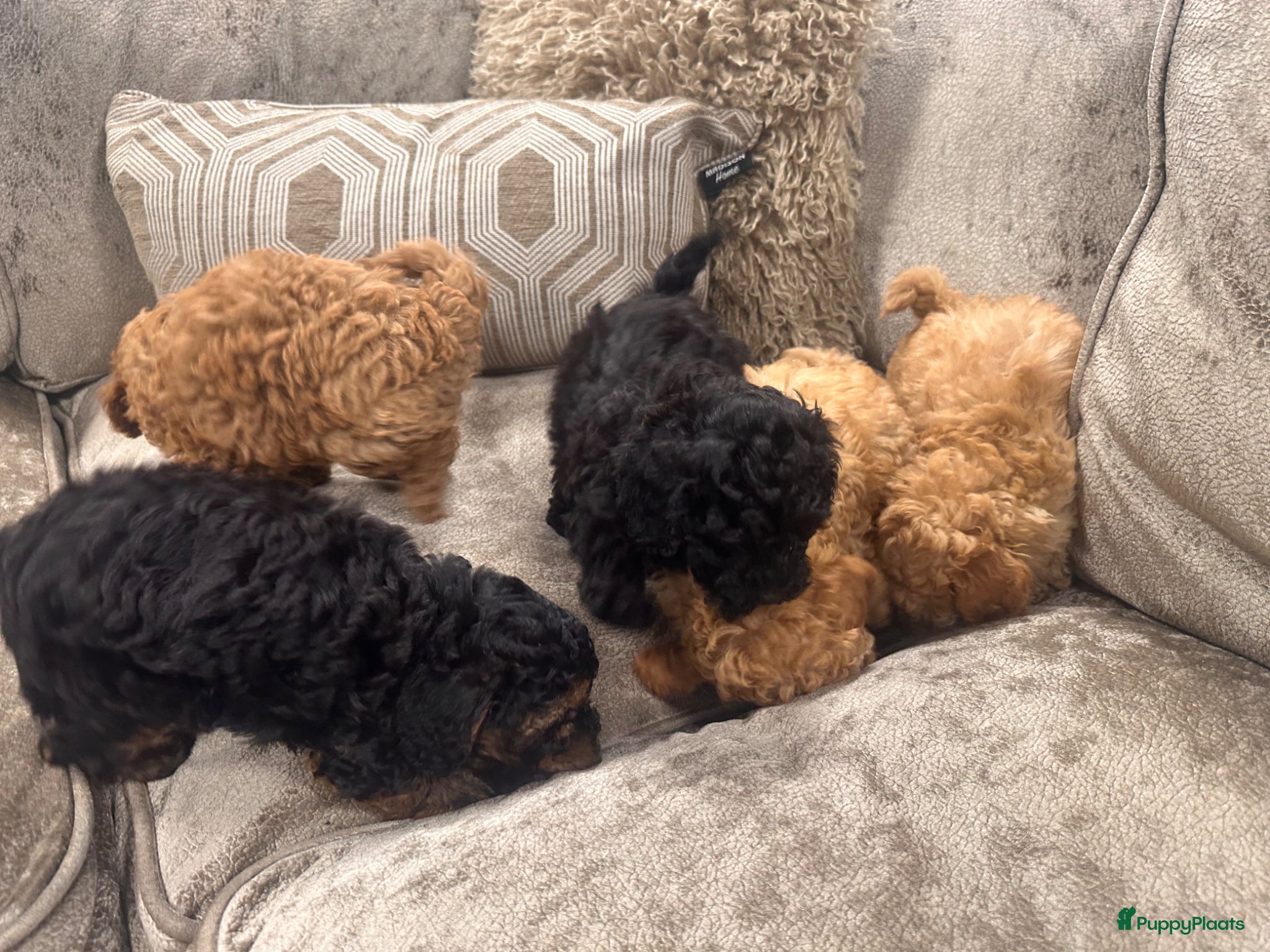 Poedel Toy honden Toy poedel pups 8 weken  - Advertentie 1