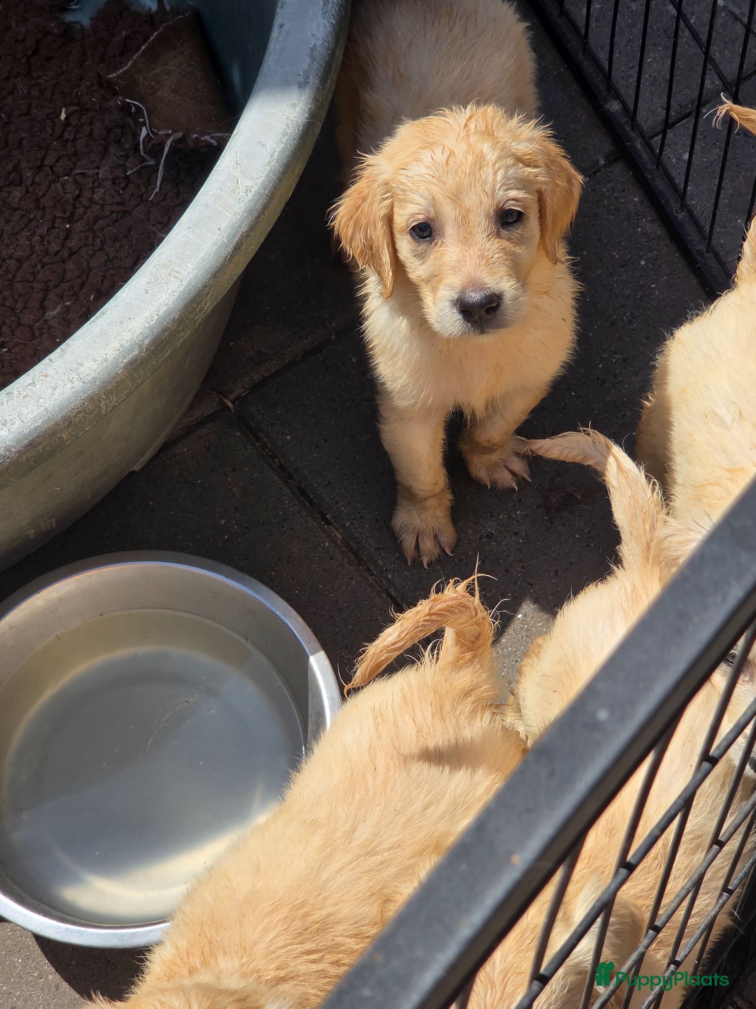 Flatcoated Retriever honden Te koop Flatcoated Retriever pups  - Advertentie 2