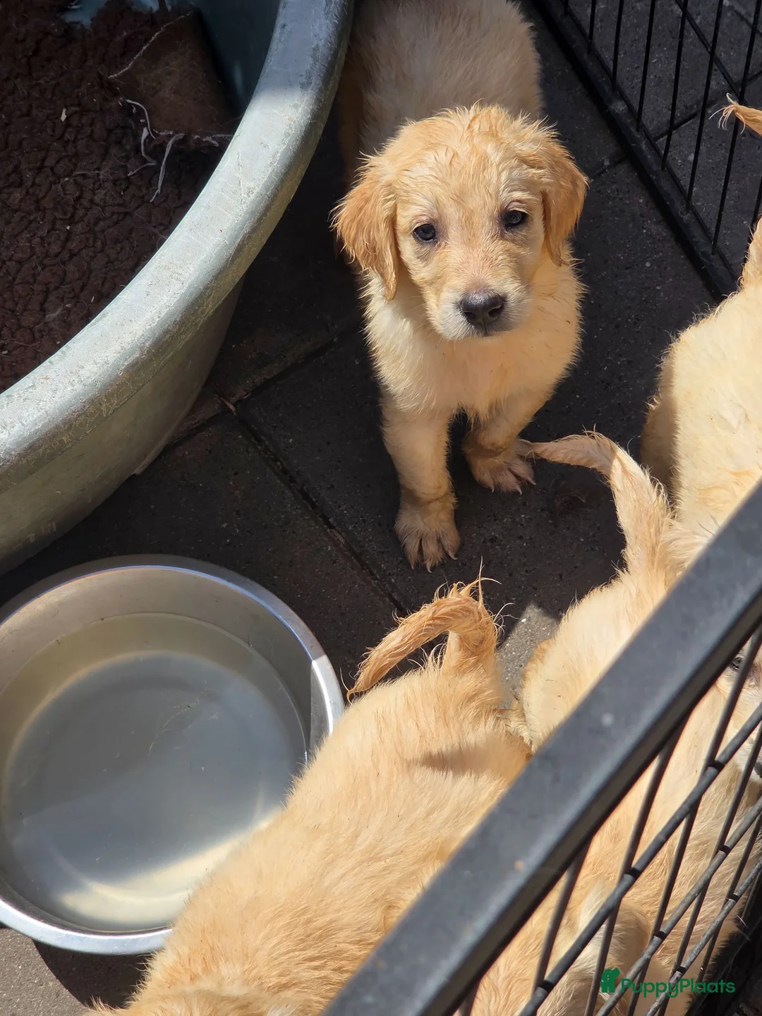 Flatcoated Retriever honden te koop: Te koop Flatcoated Retriever pups  - Advertentie 2