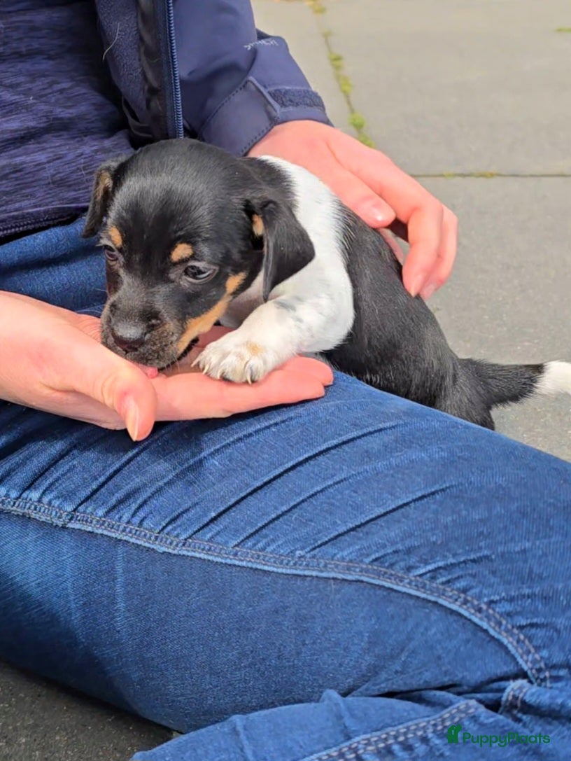Jack Russel Terriër honden Met filmpje! 1 Prachtige Jack Russell puppy 🐶 - Advertentie 18