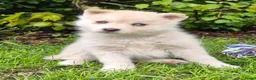 Kruising honden te koop: Pomsky x shiba inu (1/4) pups - Advertentie 18