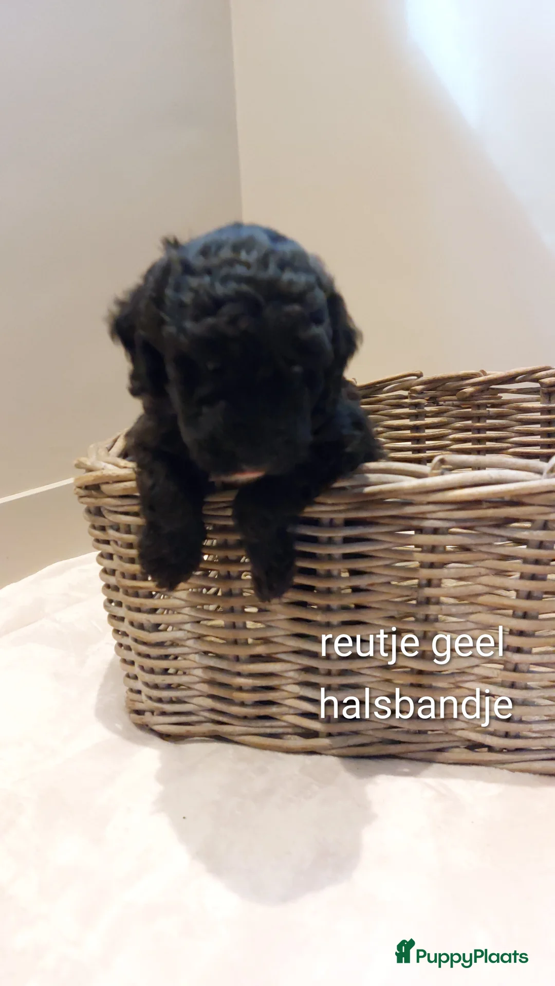 Labradoodle honden te koop: Prachtige Labradoodles - Advertentie 2