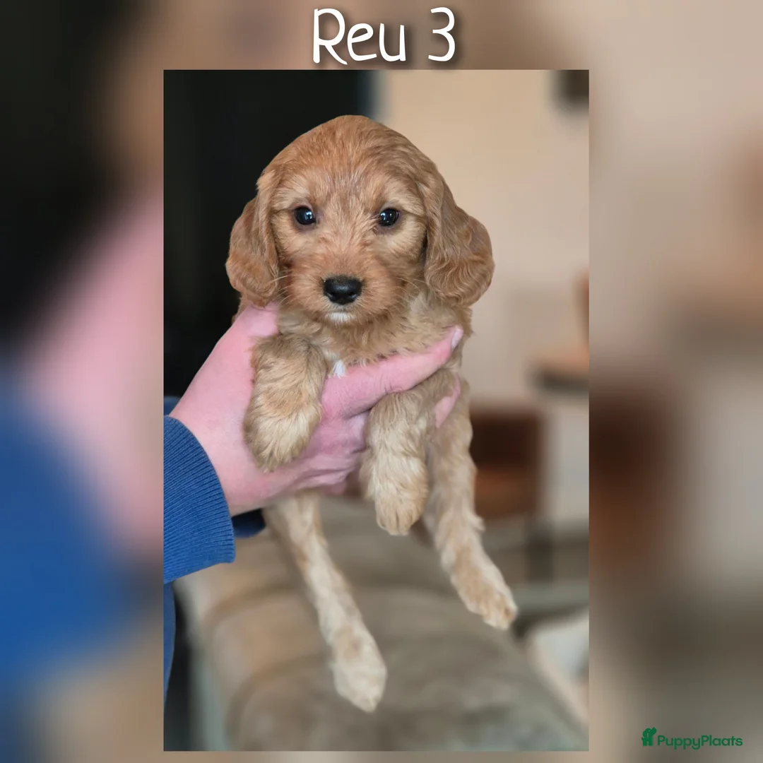 Cavapoo honden te koop: Prachtige Cavapoo pups beschikbaar  - Advertentie 7