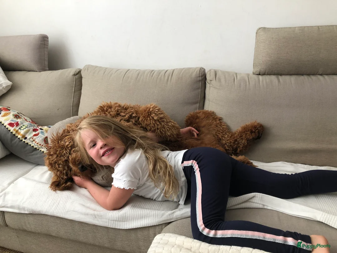 Labradoodle honden ter dekking: KNAPPE AUSTRALIAN LABRADOODLE DEKREU in Breda - Advertentie 17