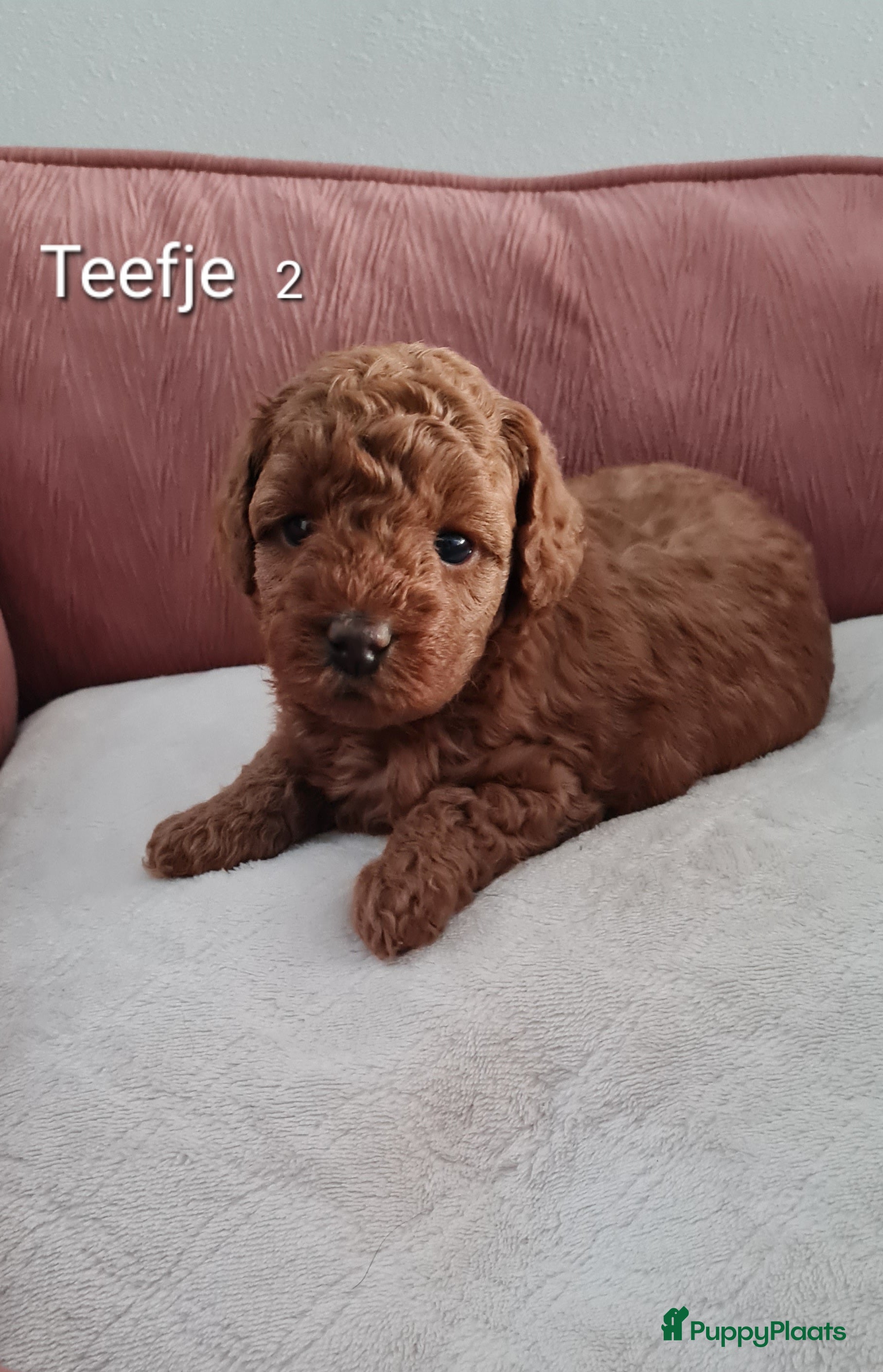 Dwergpoedel honden Rode dwergpoedels - Advertentie 1