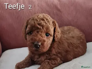 Dwergpoedel honden Rode dwergpoedels - Advertentie 1