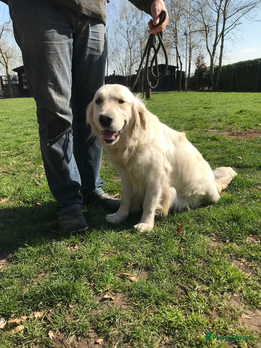 Golden Retriever honden te koop: Golden Retriever pups - Advertentie 10