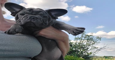 Franse Bulldog honden in Zoutleeuw - Advertentie 6