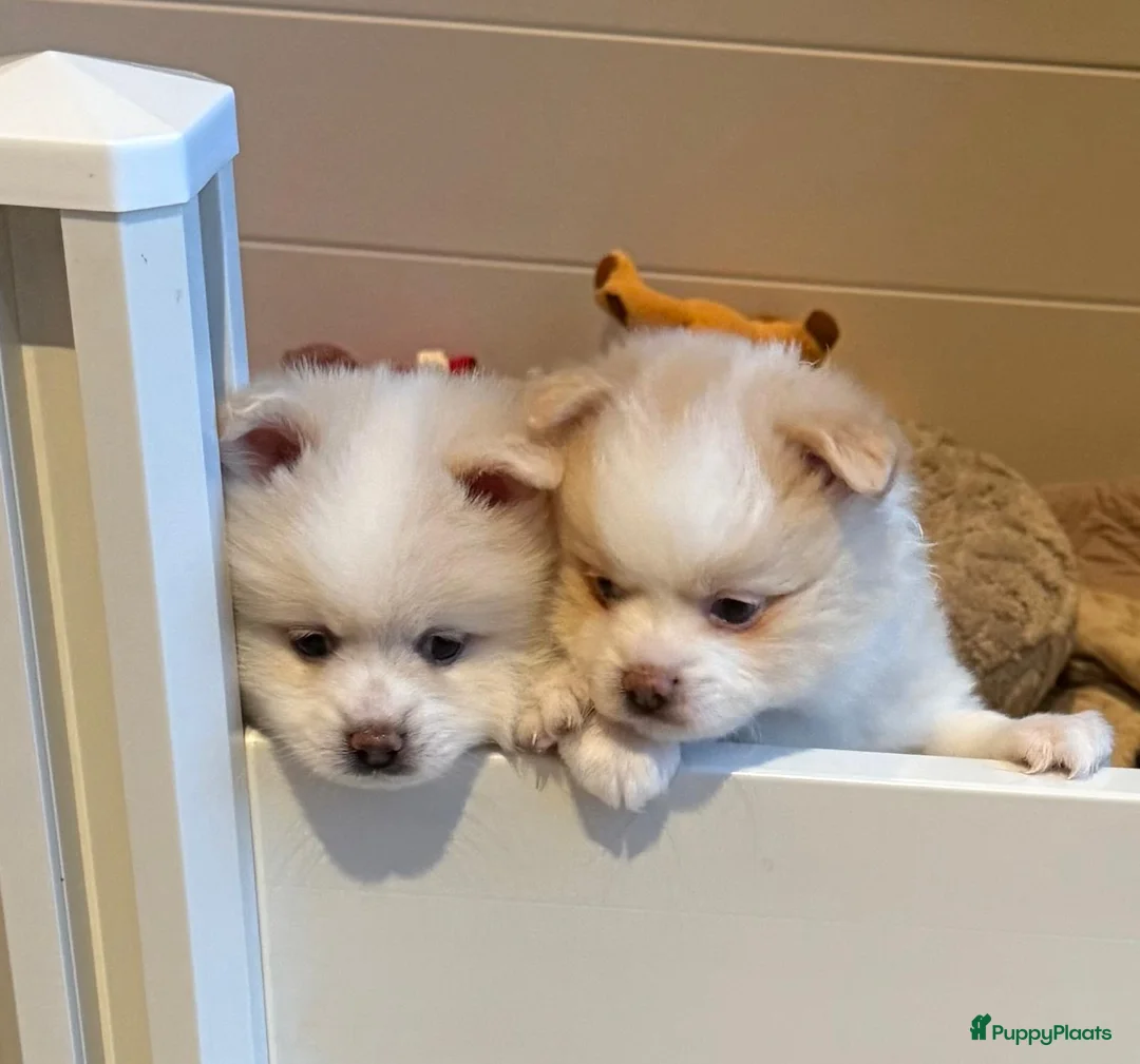 Kruising honden te koop: Teddy dog mini Chow Chow  - Advertentie 10