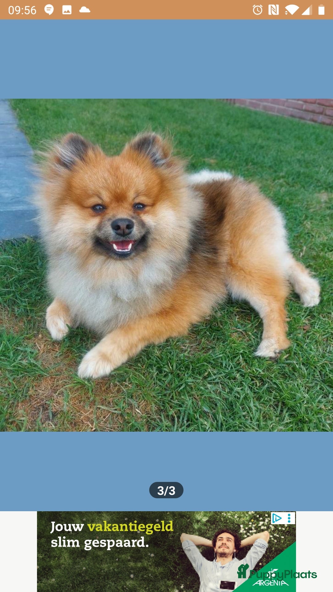 Pomsky honden te koop: Pomeriaan x Yorkshire Terriër  - Afbeelding 3