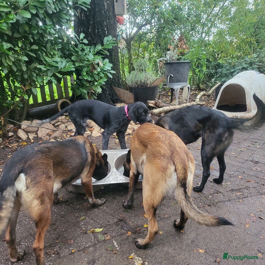 Kruising honden te koop: Mechelse herder × Ridgeback Mechelse herder - Advertentie 15