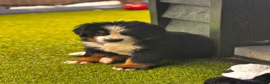 Berner Sennenhond Puppy 3