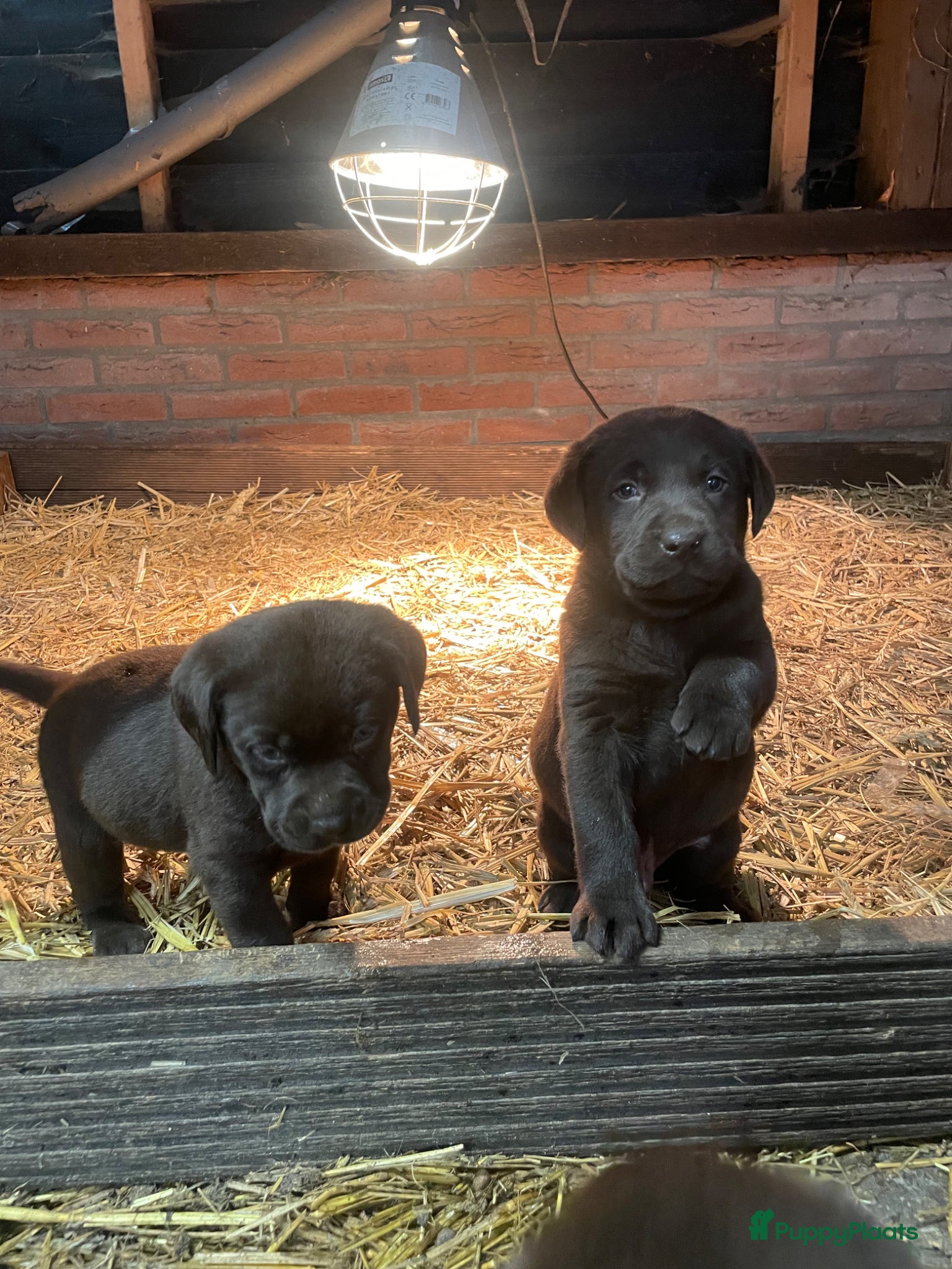 Labrador Retriever honden Prachtig nest lieve pups  - Advertentie 2