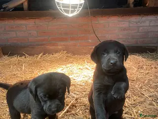 Labrador Retriever honden Prachtig nest lieve pups - Advertentie 2