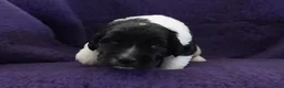 Kruising honden te koop: Gouden huis gezocht - Advertentie 18