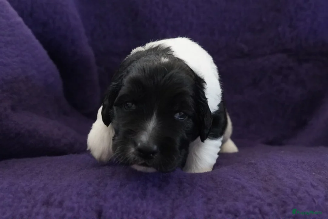 Kruising honden te koop: Gouden huis gezocht - Advertentie 18