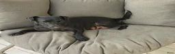 Patterdale Terrier honden te koop: raszuivere " rode " patterdale pups - Advertentie 12