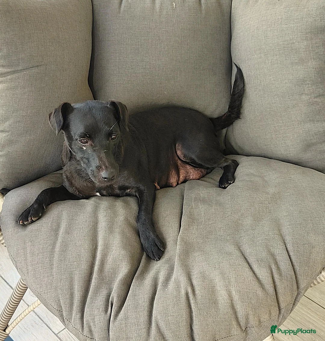 Patterdale Terrier honden te koop: raszuivere " rode " patterdale pups - Advertentie 12