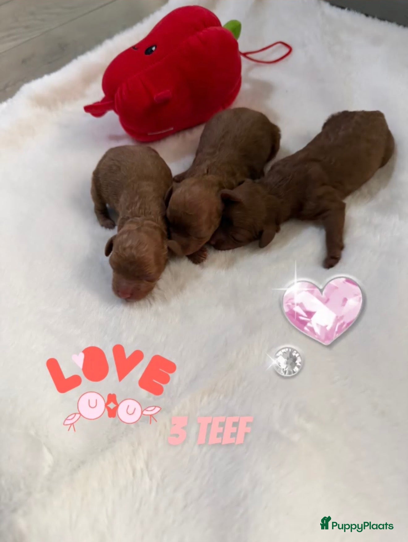 Poedel Toy honden Poedel toy pups 🐩🥰2 teef   beschikbaar !!! - Advertentie 2