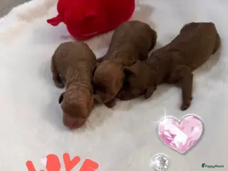 Poedel Toy honden Poedel toy pups 🐩🥰2 teef beschikbaar !!! - Advertentie 2