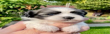 Boomer 5
