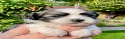 Boomer honden te koop: Boomerpups - Advertentie 18