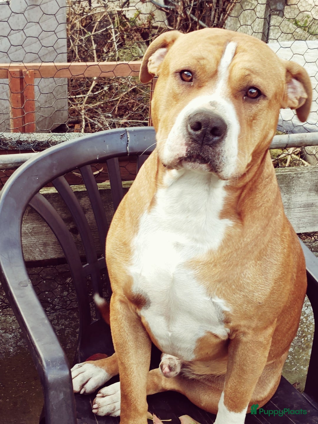 American Staffordshire Terriër honden te koop: Amerikaanse stafford pups  - Advertentie 16